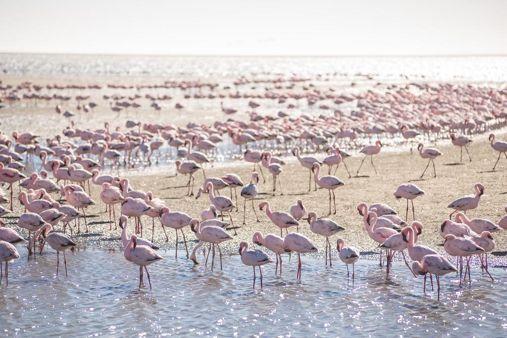 Flamingo Villas Boutique Hotel Уолфиш-Бей Экстерьер фото